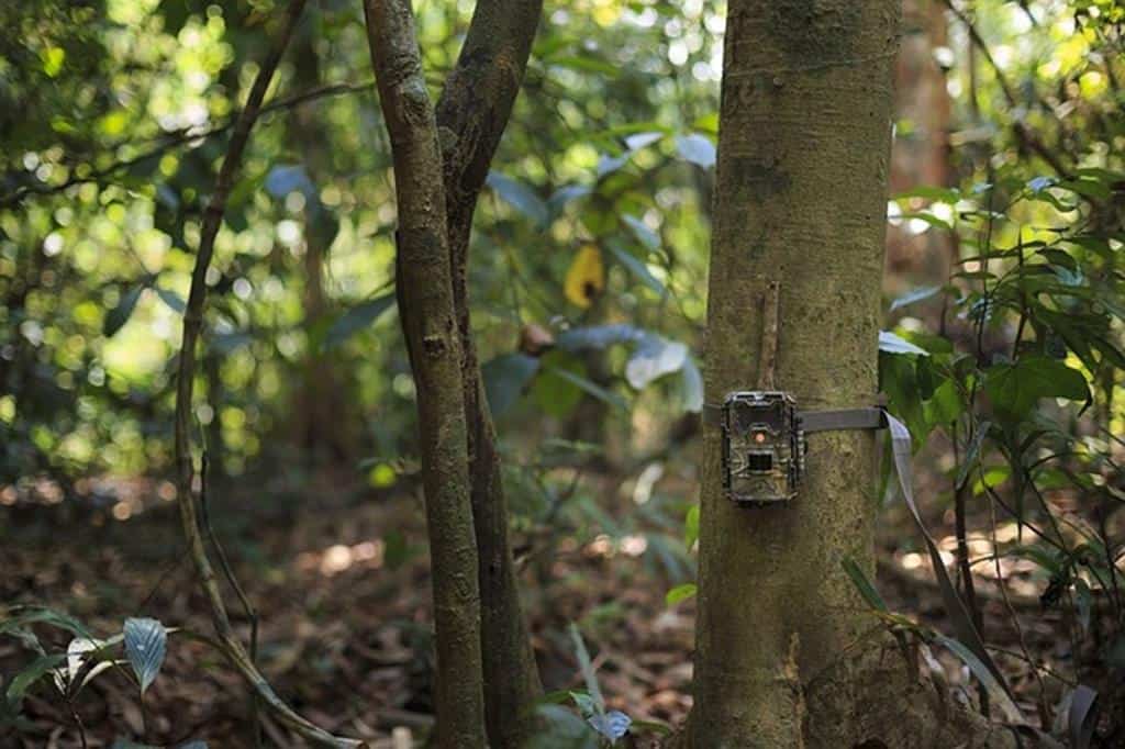 How To Aim A Trail Camera