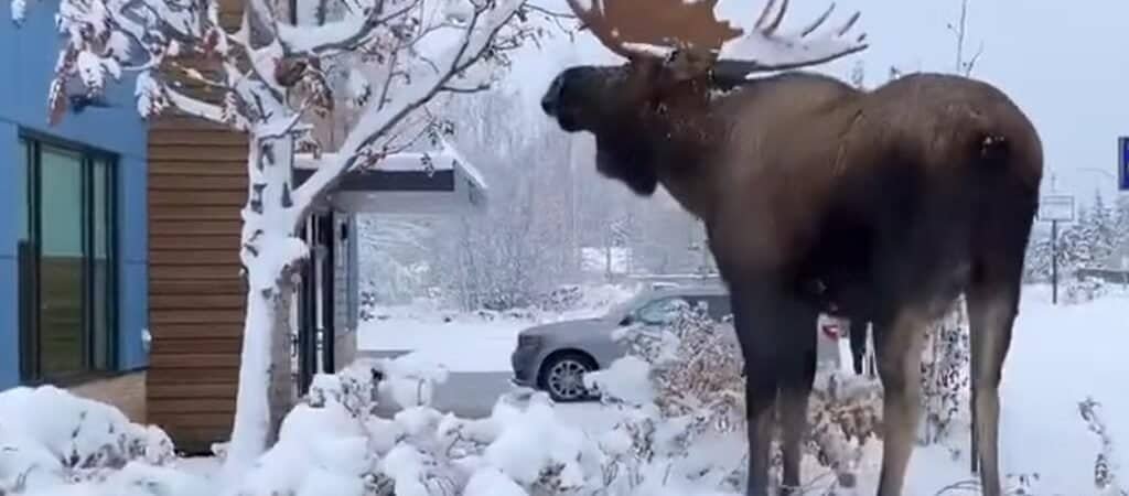 Is There Moose in Pennsylvania