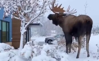 Is There Moose in Pennsylvania