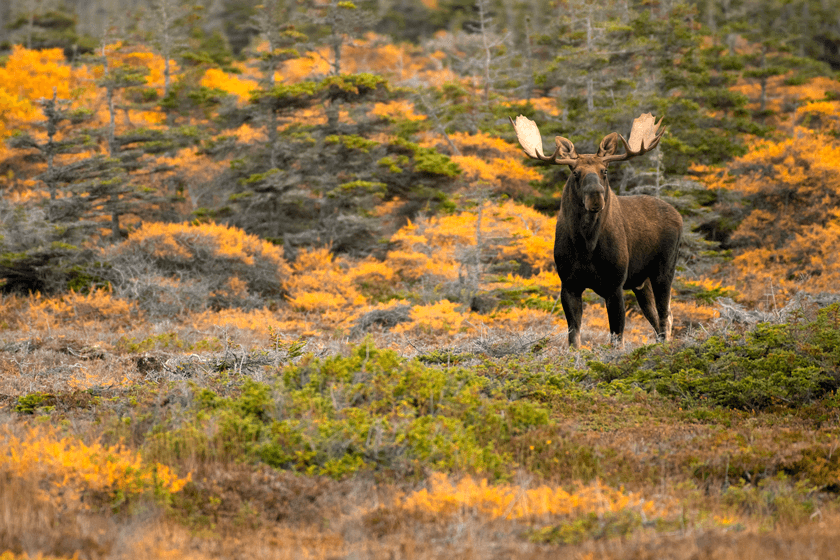 Affordable Moose Hunts in Canada