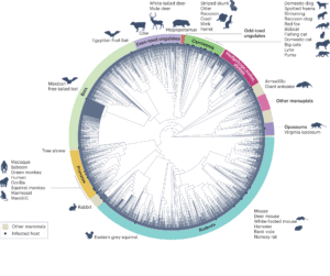 Are Deer Scared Of Cows