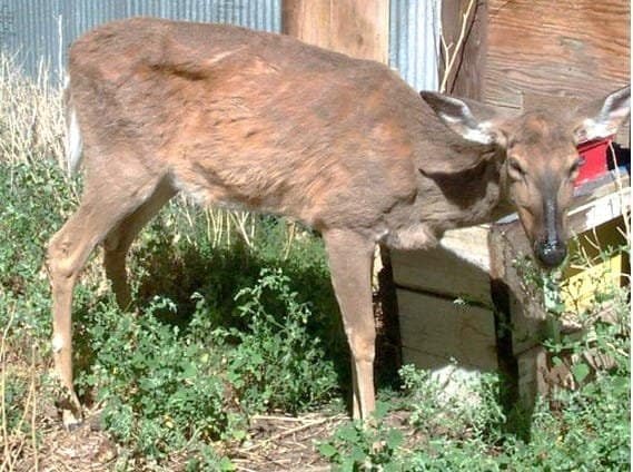 Are Moose Related to Deer