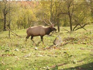 Are There Elk in Maryland