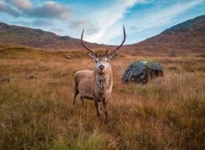 Are There Elk in Scotland
