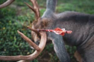 Arrow Stuck In Deer No Blood