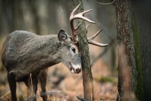 Baiting Deer With Apples