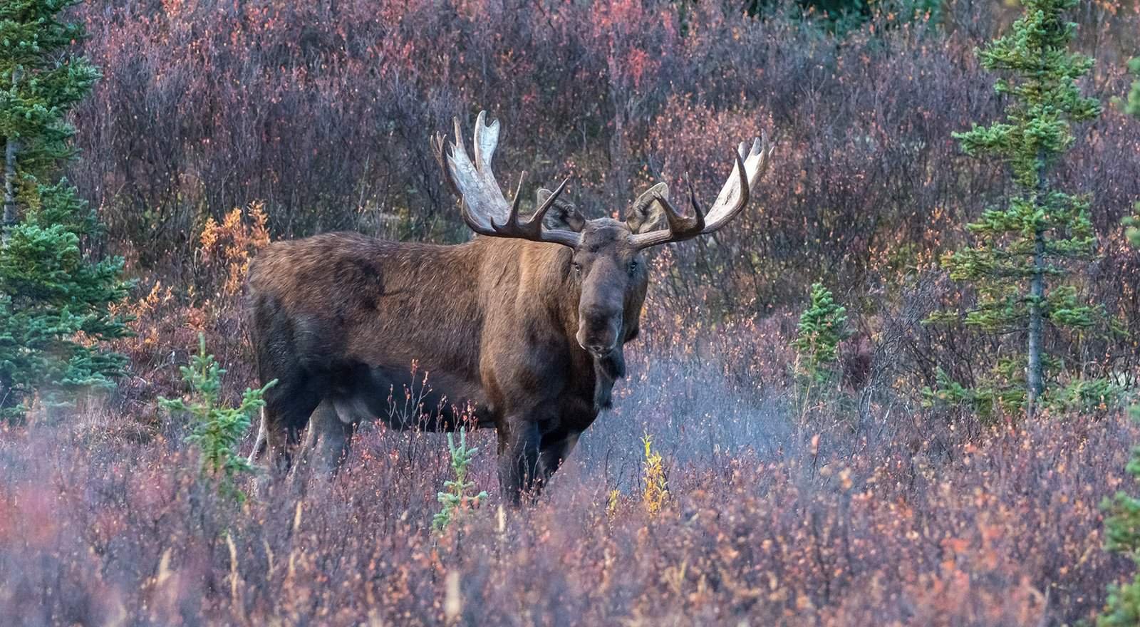 Bull Magnet Moose Call