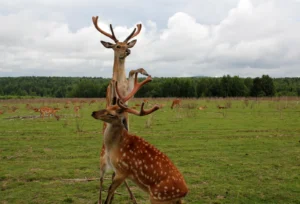 Deer Shedding Velvet Painful