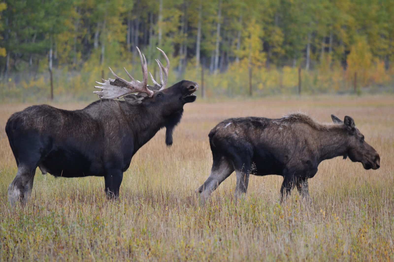 Do Female Moose Have Horns