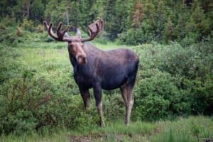 Does Moose Lose Their Antlers