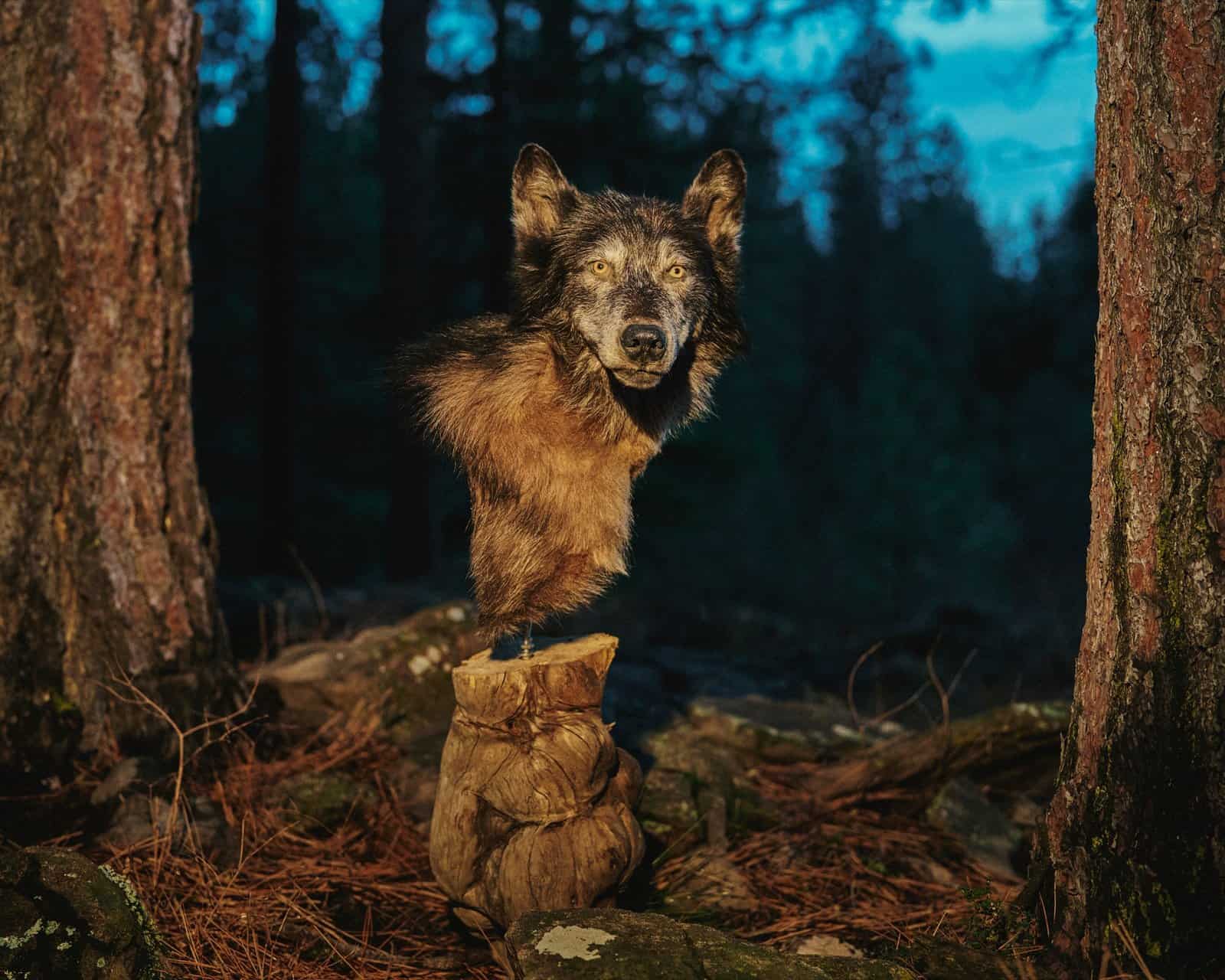 Elk Calf Distress Call