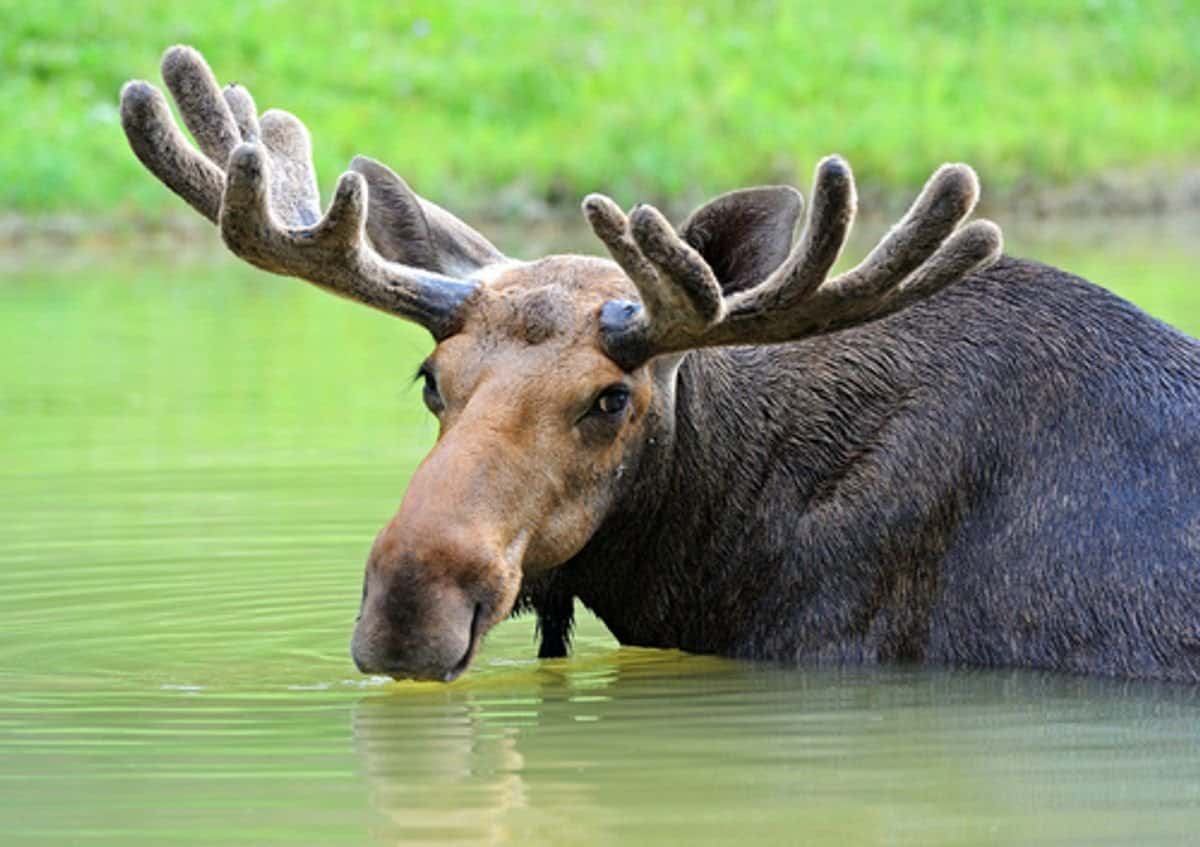 Elk Tracks Vs Moose Tracks