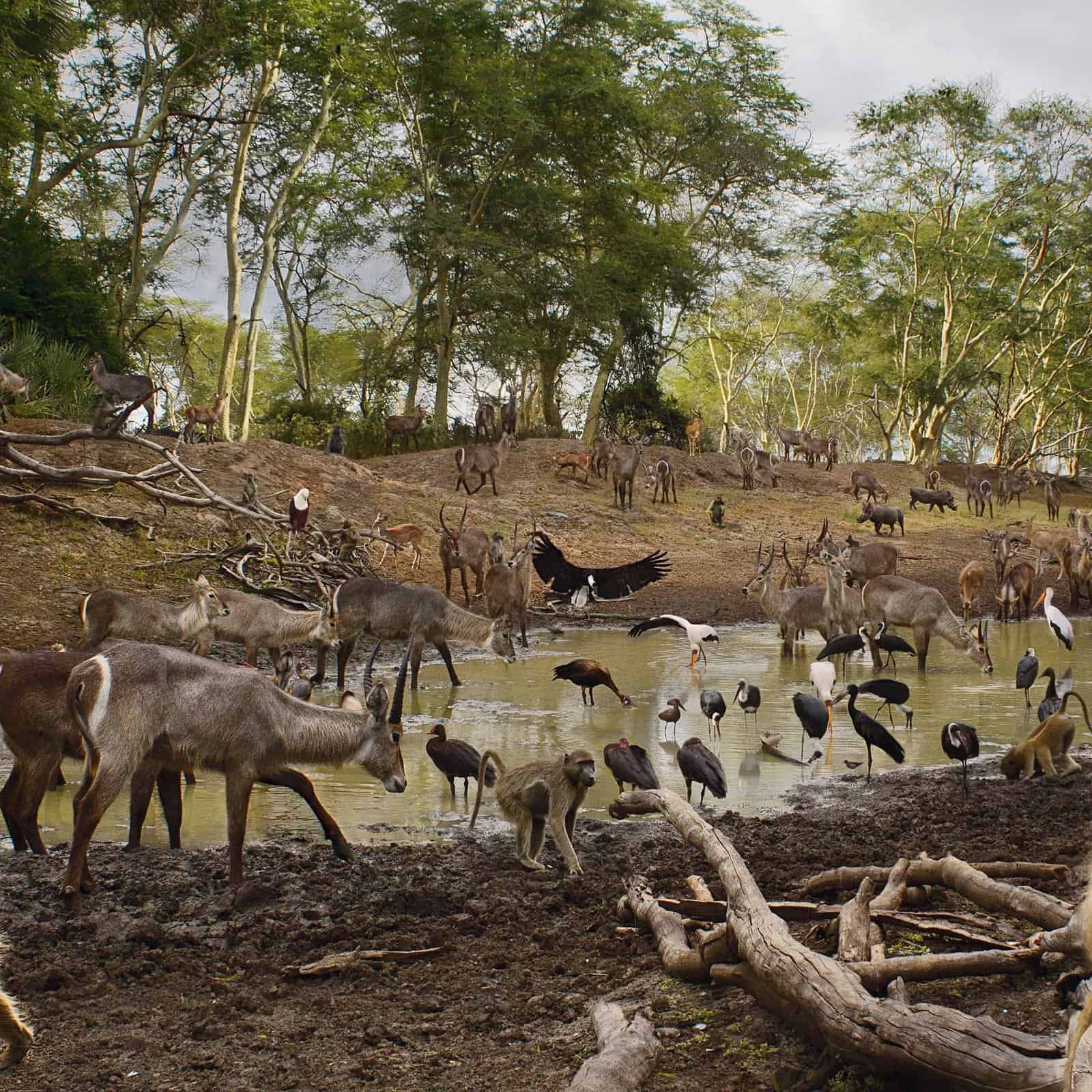 Food Chain For Deer
