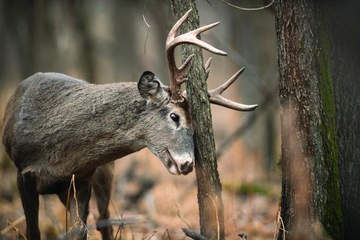 Grape Kool Aid For Deer