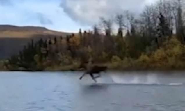 How Can Moose Run on Water