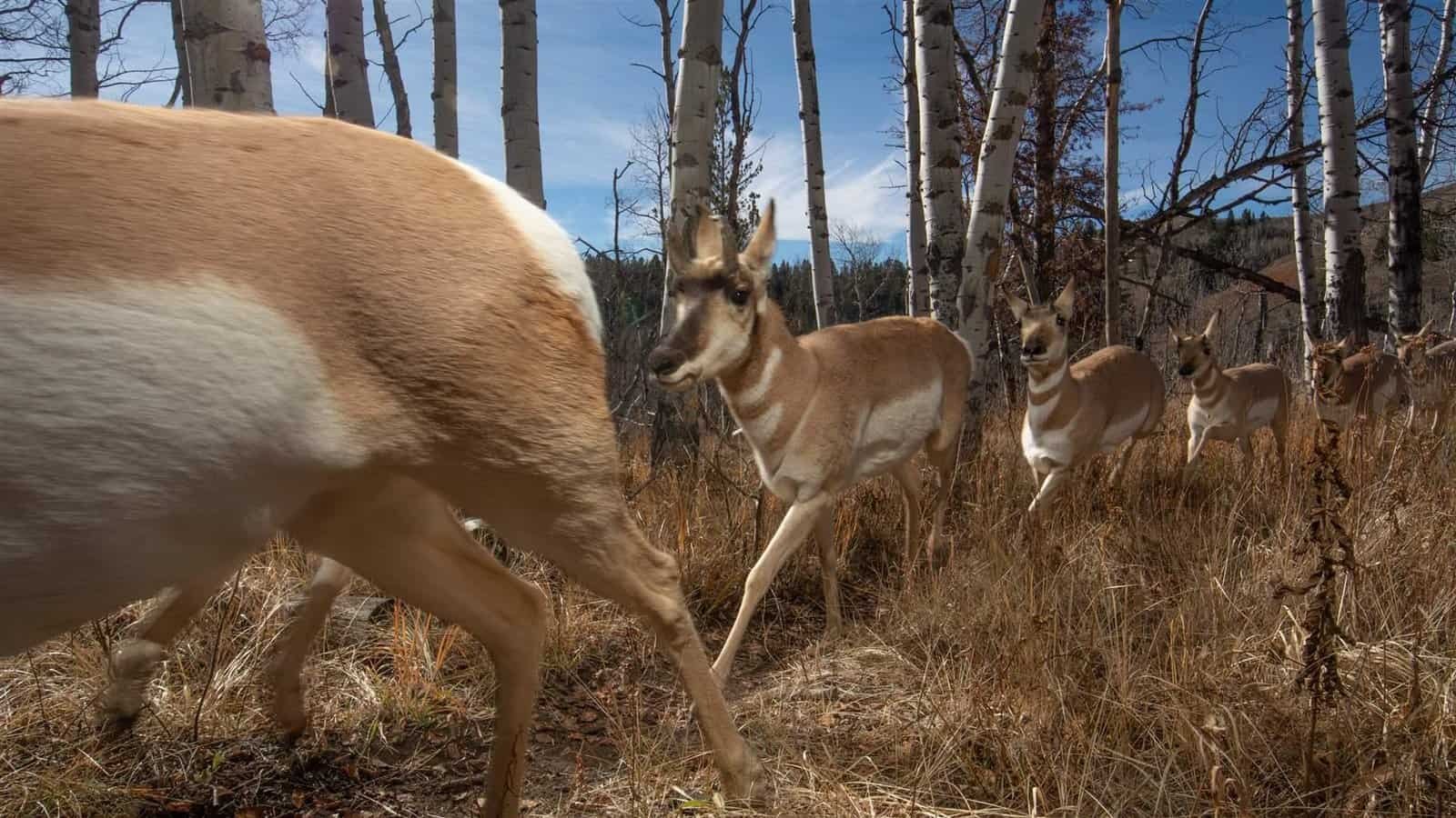 How Do Moose Survive Winter