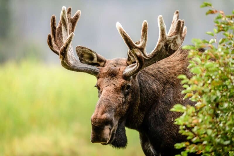 How Long Can a Moose Live