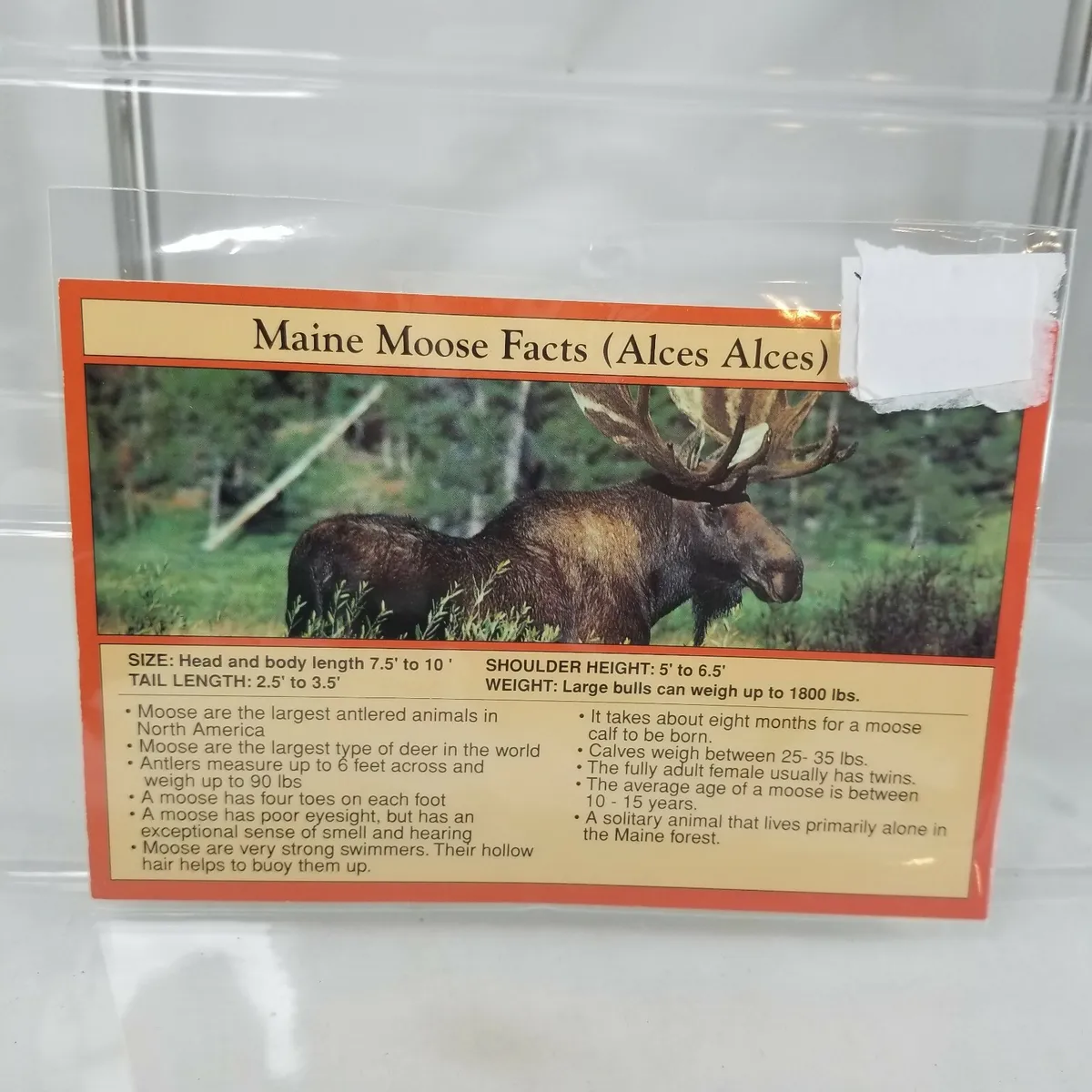 How Much Can Moose Weigh