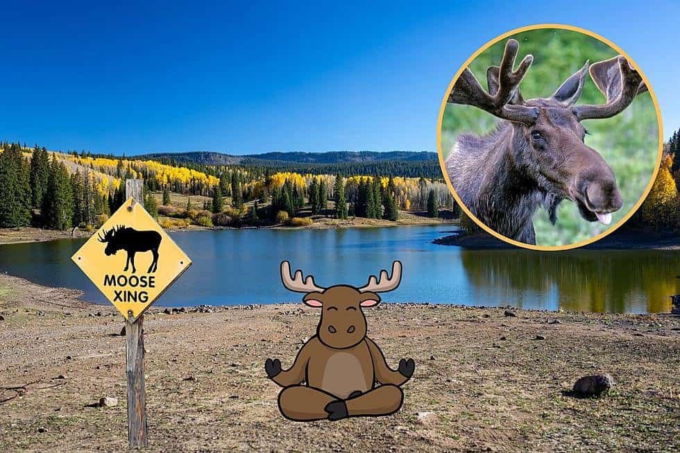 How Tall is the Average Moose