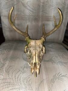 How To Clean A Deer Skull Found In The Woods