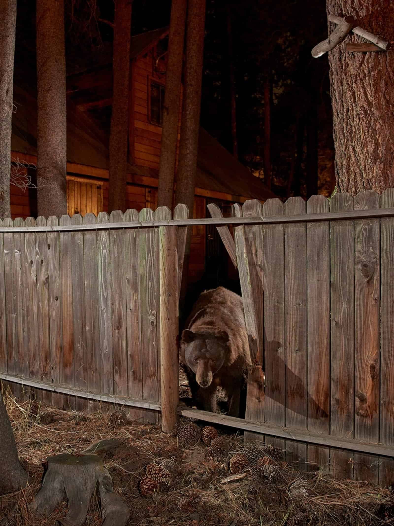 How to Survive a Moose Attack