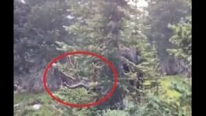 Moose Charging at a Person