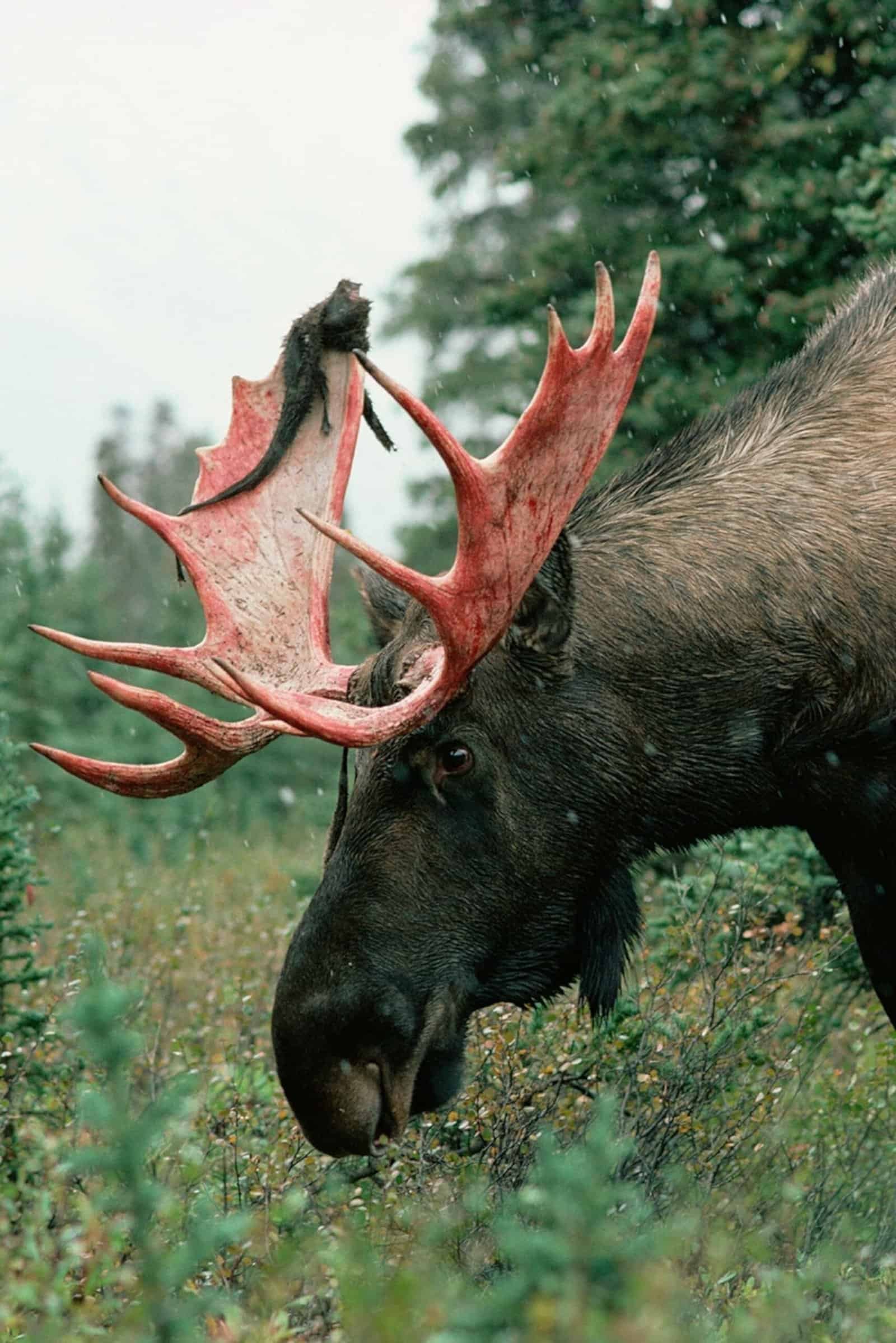 Moose Loses His Antlers