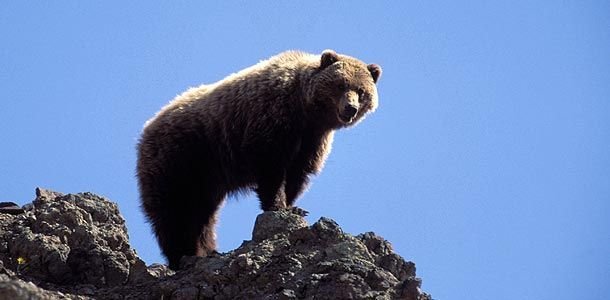 Moose Poop Vs Bear Poop