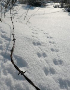 Moose Prints in the Snow