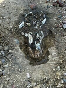 Moose Tracks Vs Elk Tracks