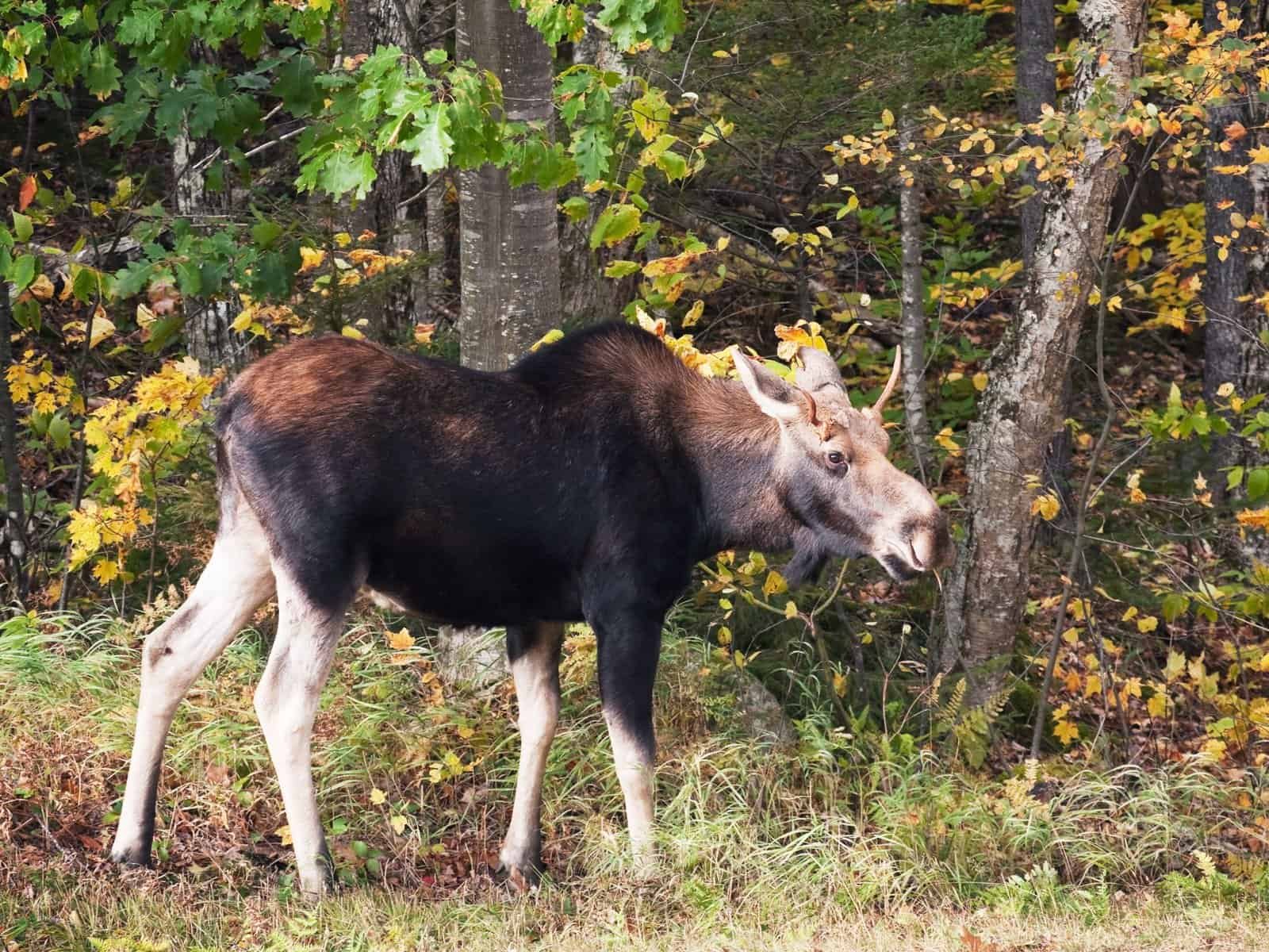 Moose Where Do They Live