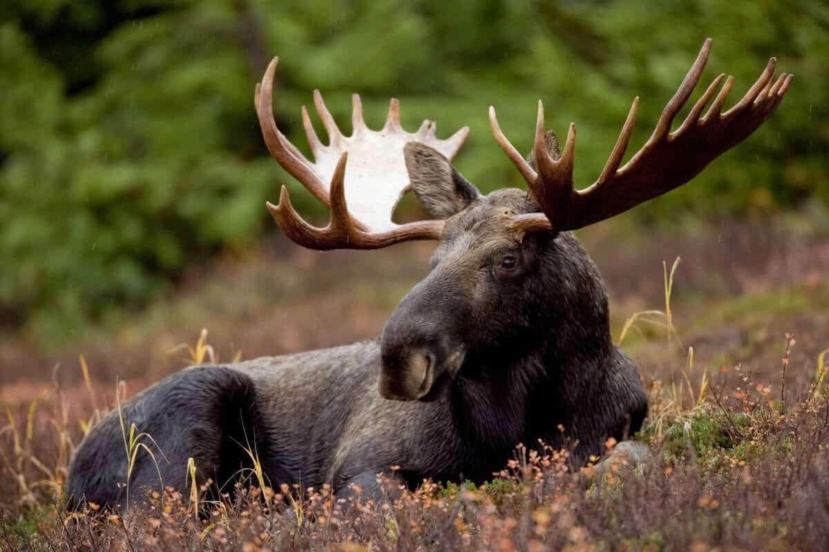 The Sound a Moose Makes