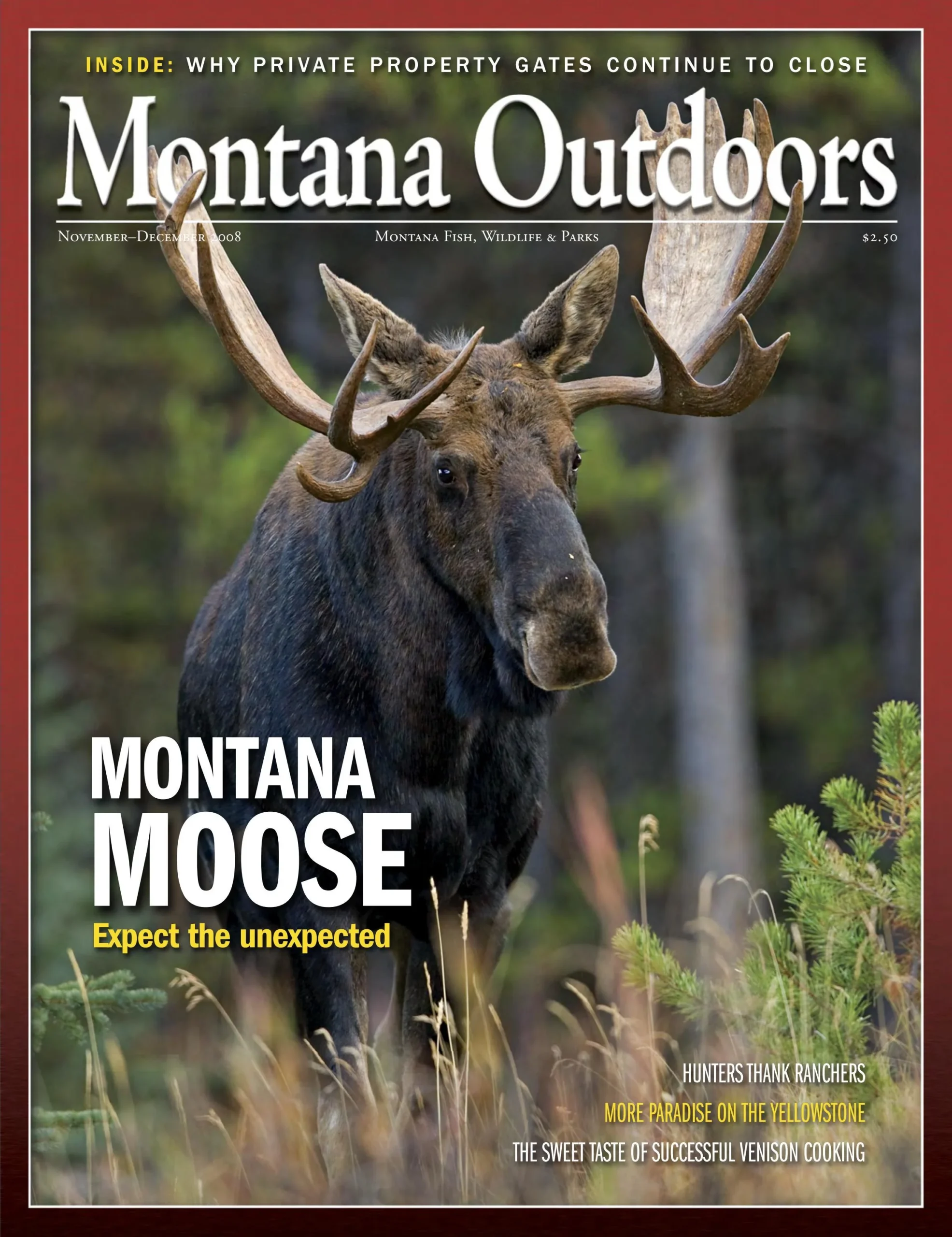 What are Female Moose Called