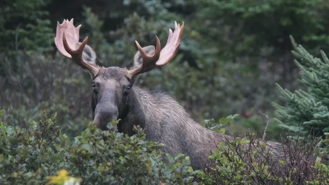 What Family is the Moose in
