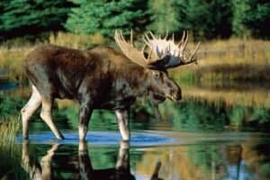 What States Do Moose Live in