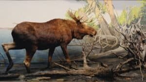 When are Moose in Rut