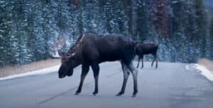 When is Moose Rutting Season