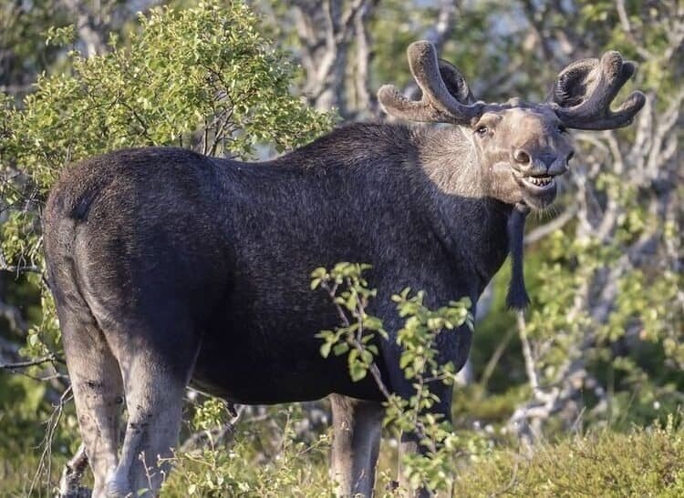 Where are Moose Found