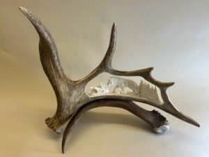 Where Moose are Found