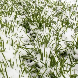 Winter Wheat Vs Winter Rye For Deer