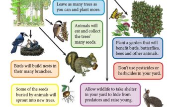 How Do Human Activities Affect Wildlife Populations?