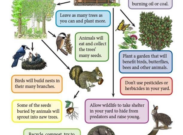 How Do Human Activities Affect Wildlife Populations?