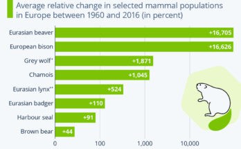 How Do Wildlife Conservation Efforts Work?