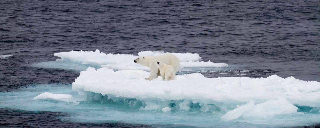 How Does Climate Change Affect Wildlife?