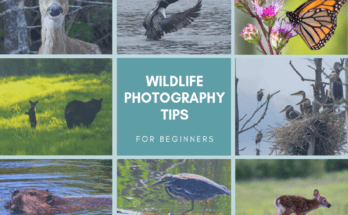 What are Some Wildlife Photography Tips?