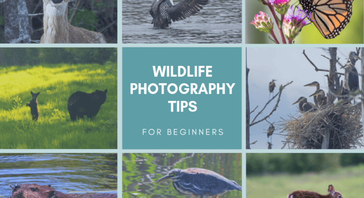 What are Some Wildlife Photography Tips?