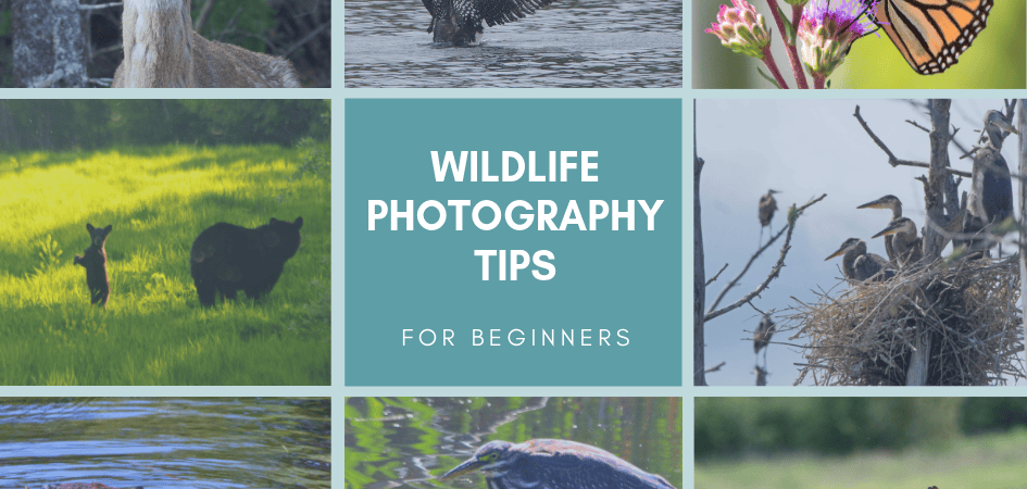 What are Some Wildlife Photography Tips?