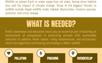 What are the Primary Threats to Wildlife Habitats?