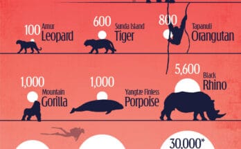 What is the Most Endangered Wildlife Species?