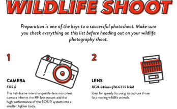 How to Take Pictures of Wildlife?